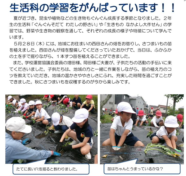 R8 2年生が芋の苗を植える様子
