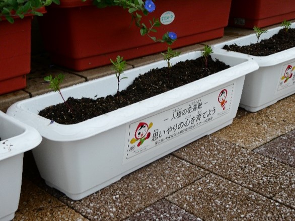 人権の花の芽が出ました