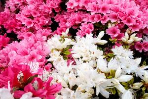市の花