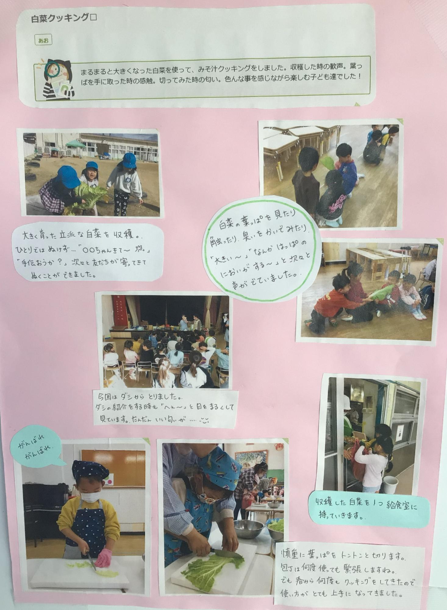 5歳児2月 白菜クッキング