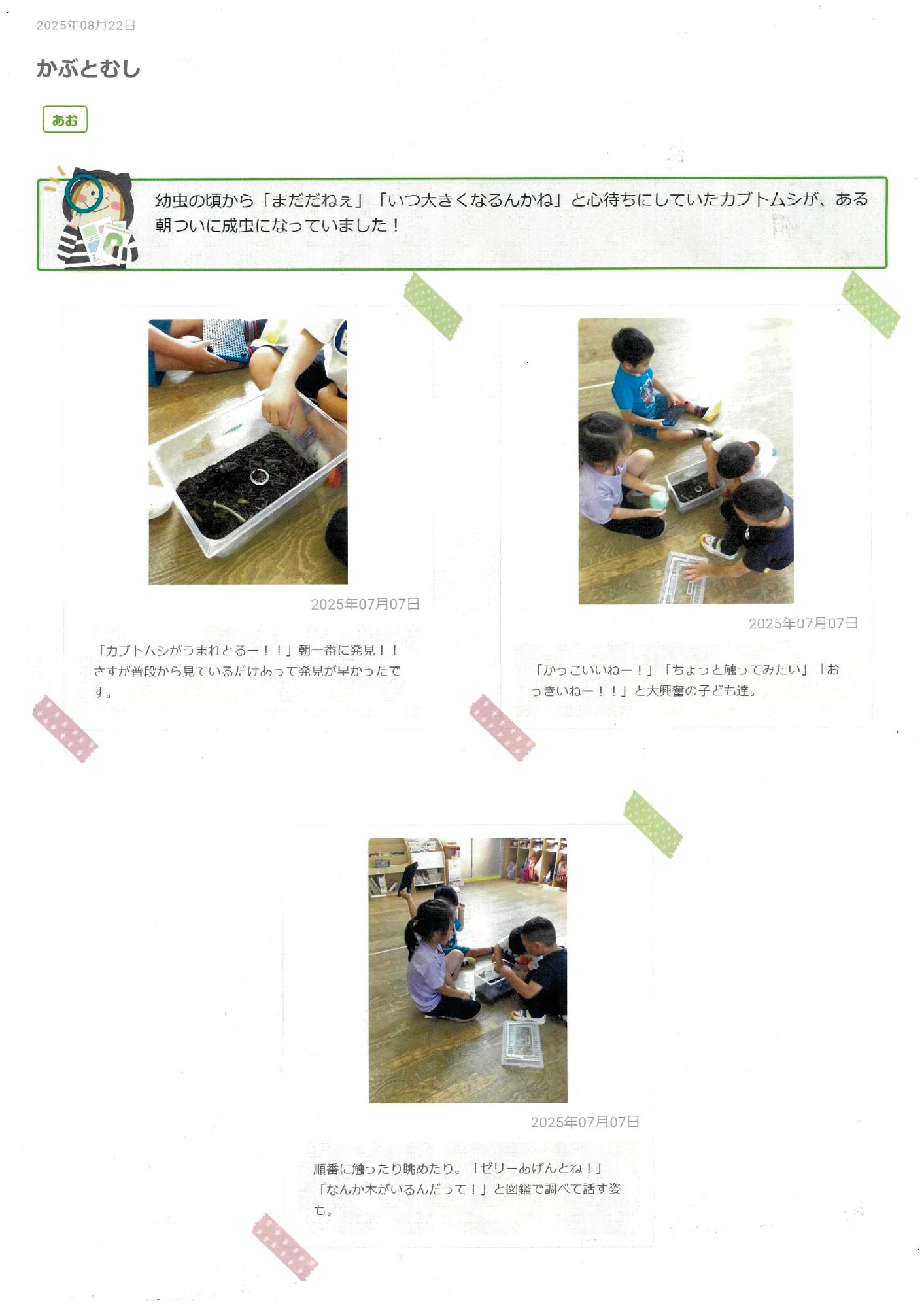 5歳児8月 かぶとむしの飼育