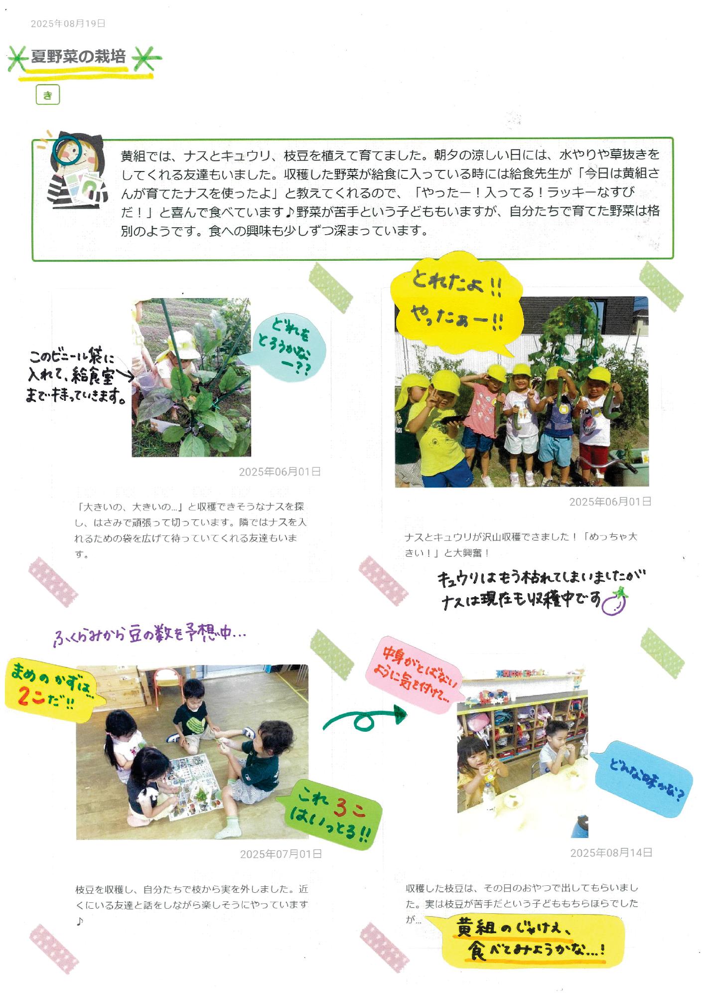 4歳児8月 夏野菜の栽培