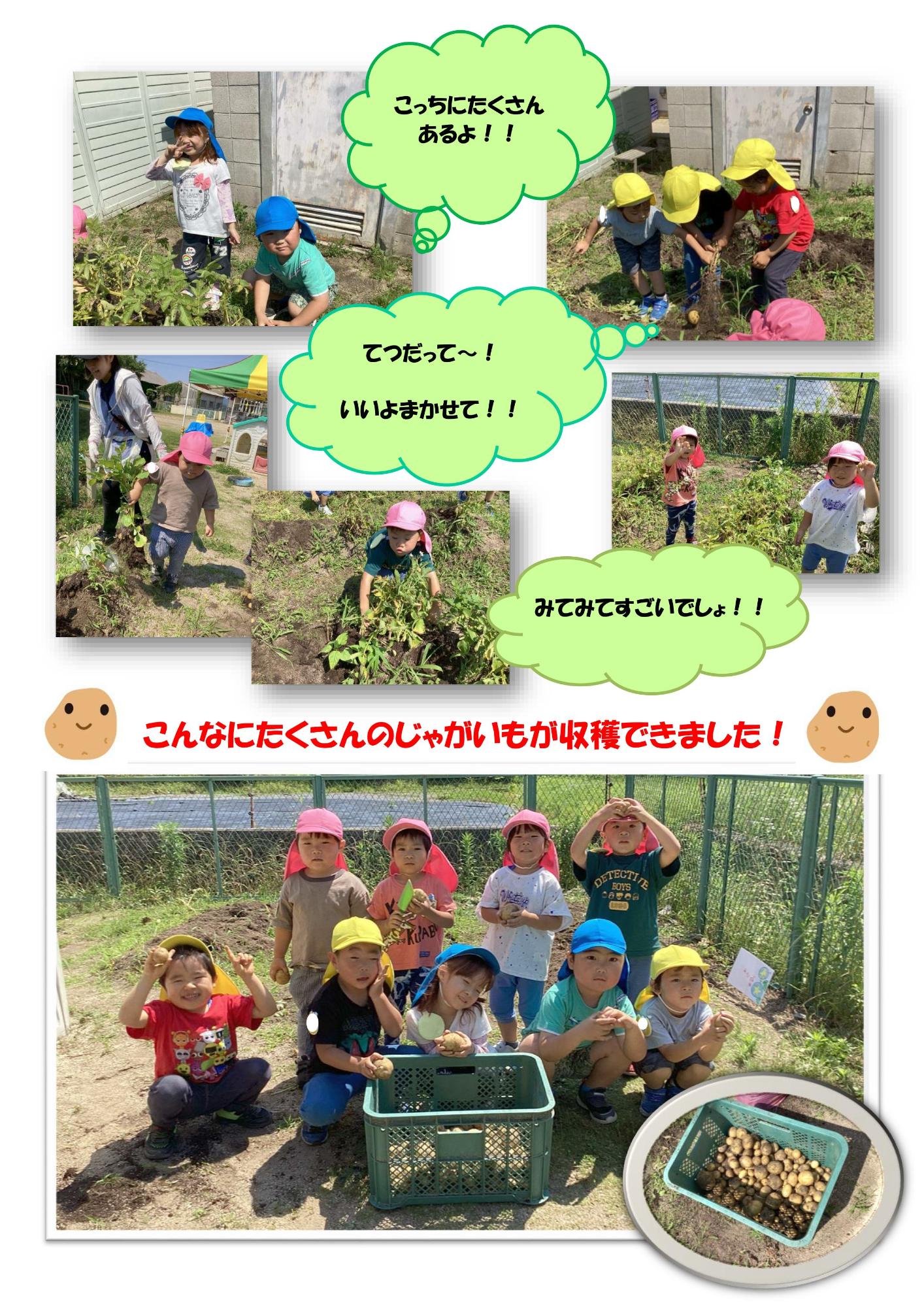 じゃがいも2