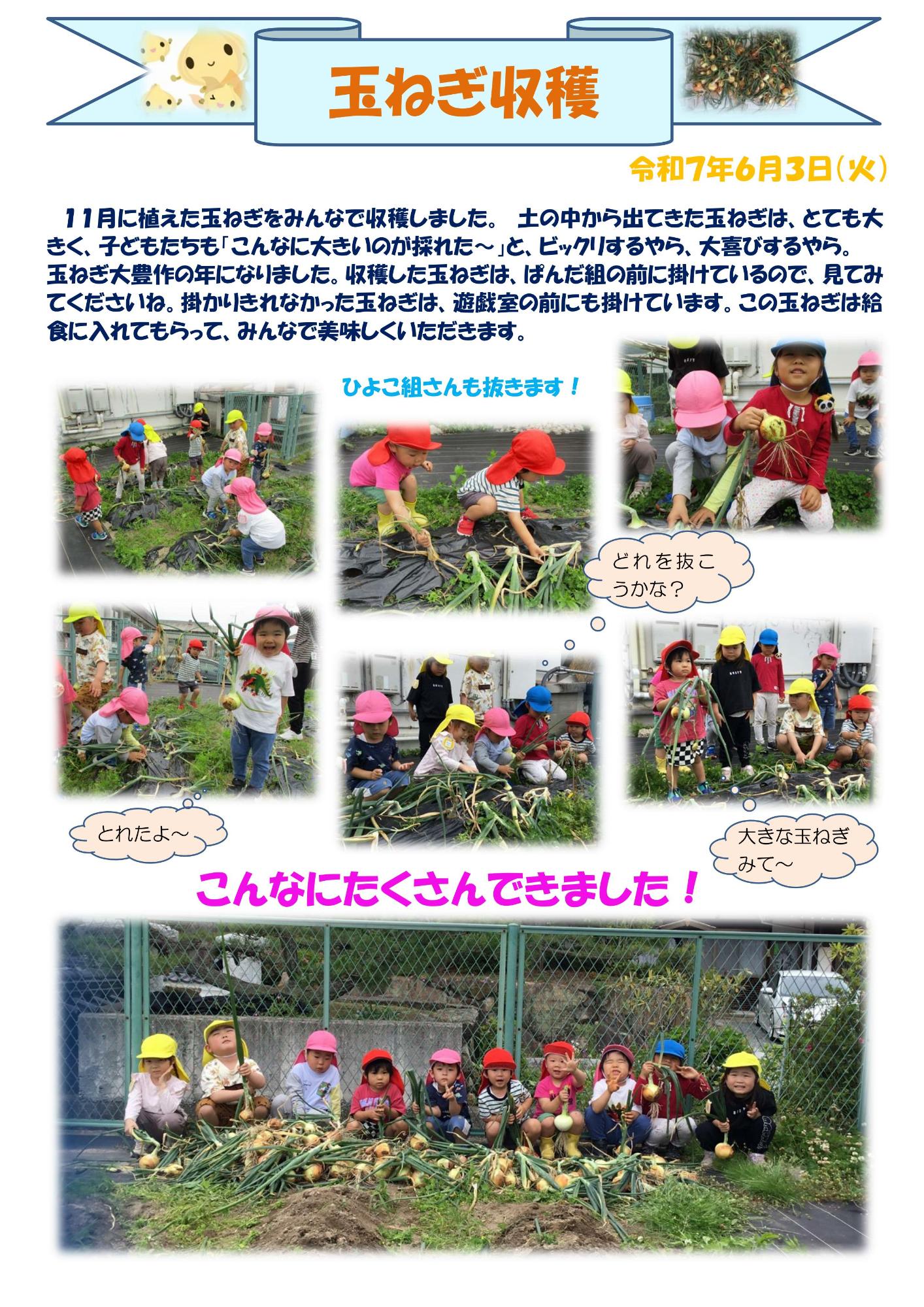玉ねぎ