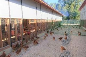 平飼いで自由に動き回ることができる鶏舎