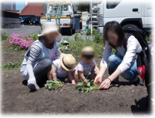 すくすくサポートでの活動の様子1 サツマイモの苗植え