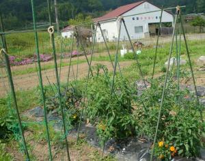 野菜や草花等の栽培をしている福富ふれあい農園の写真