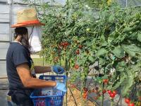 夏野菜の収穫作業