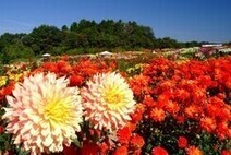 世羅高原農場(世羅町)