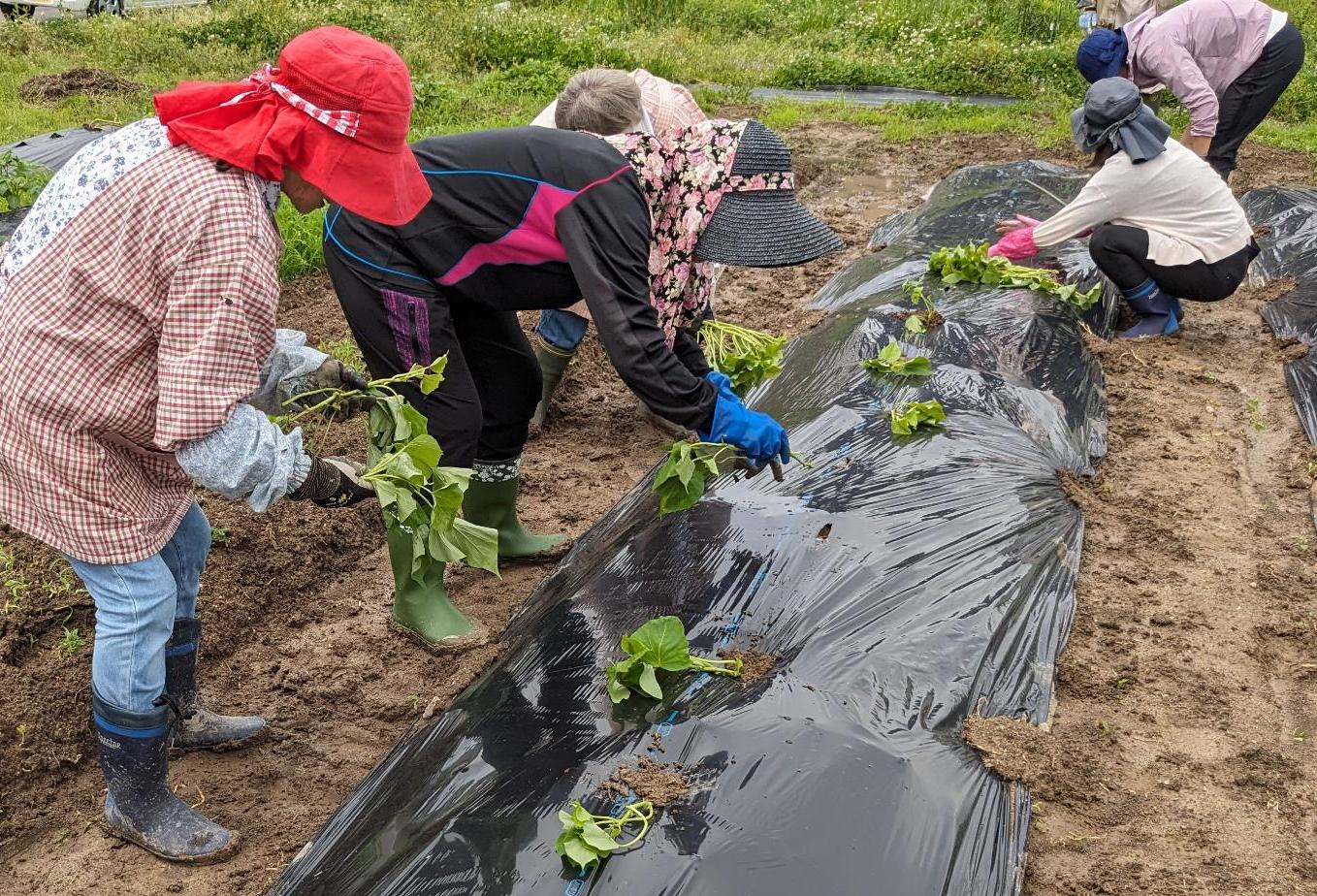コラボ農園でサツマイモの苗植えをする様子