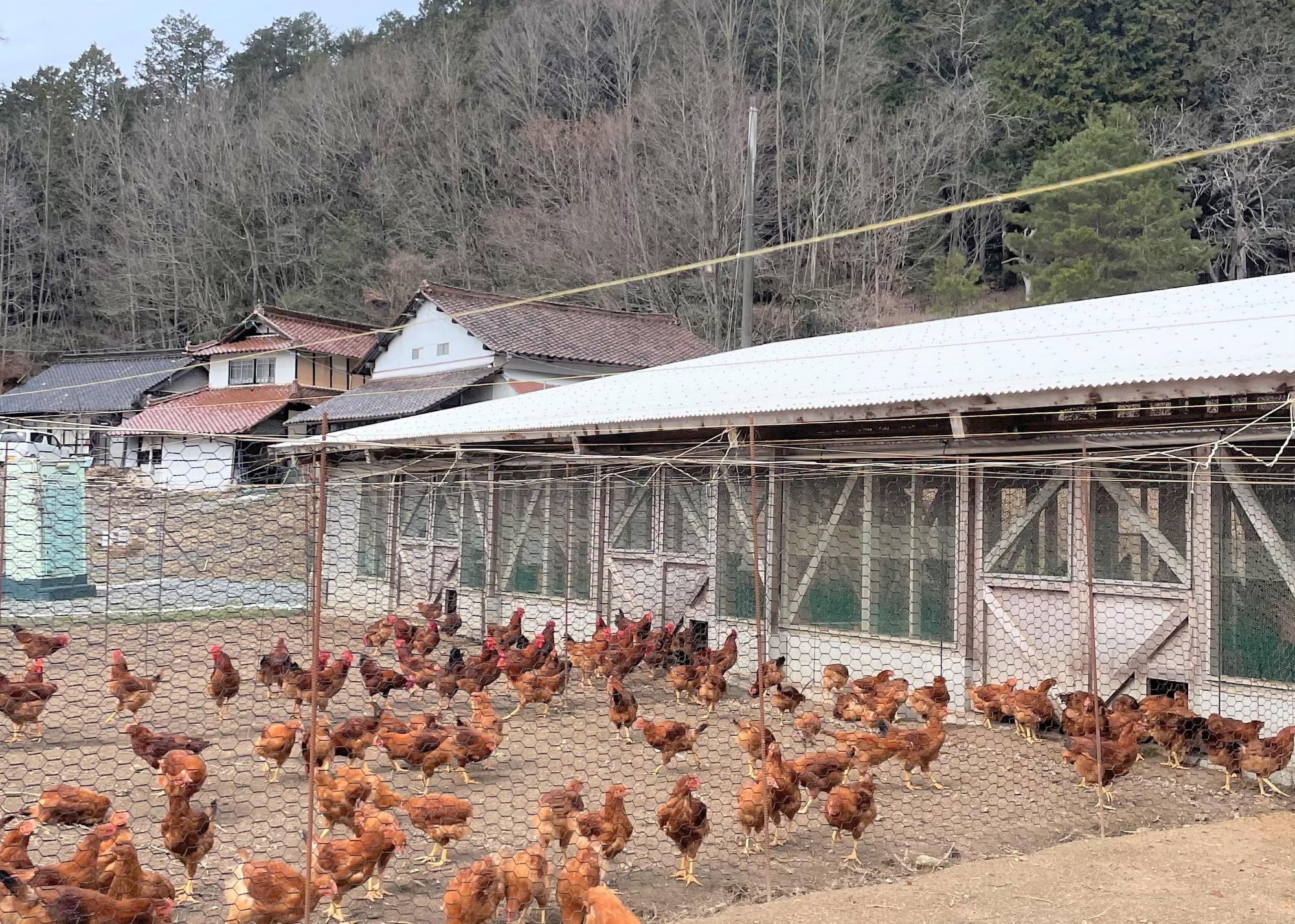 東広島こい地鶏など新たなブランド産品の 創出による地域経済の活性化