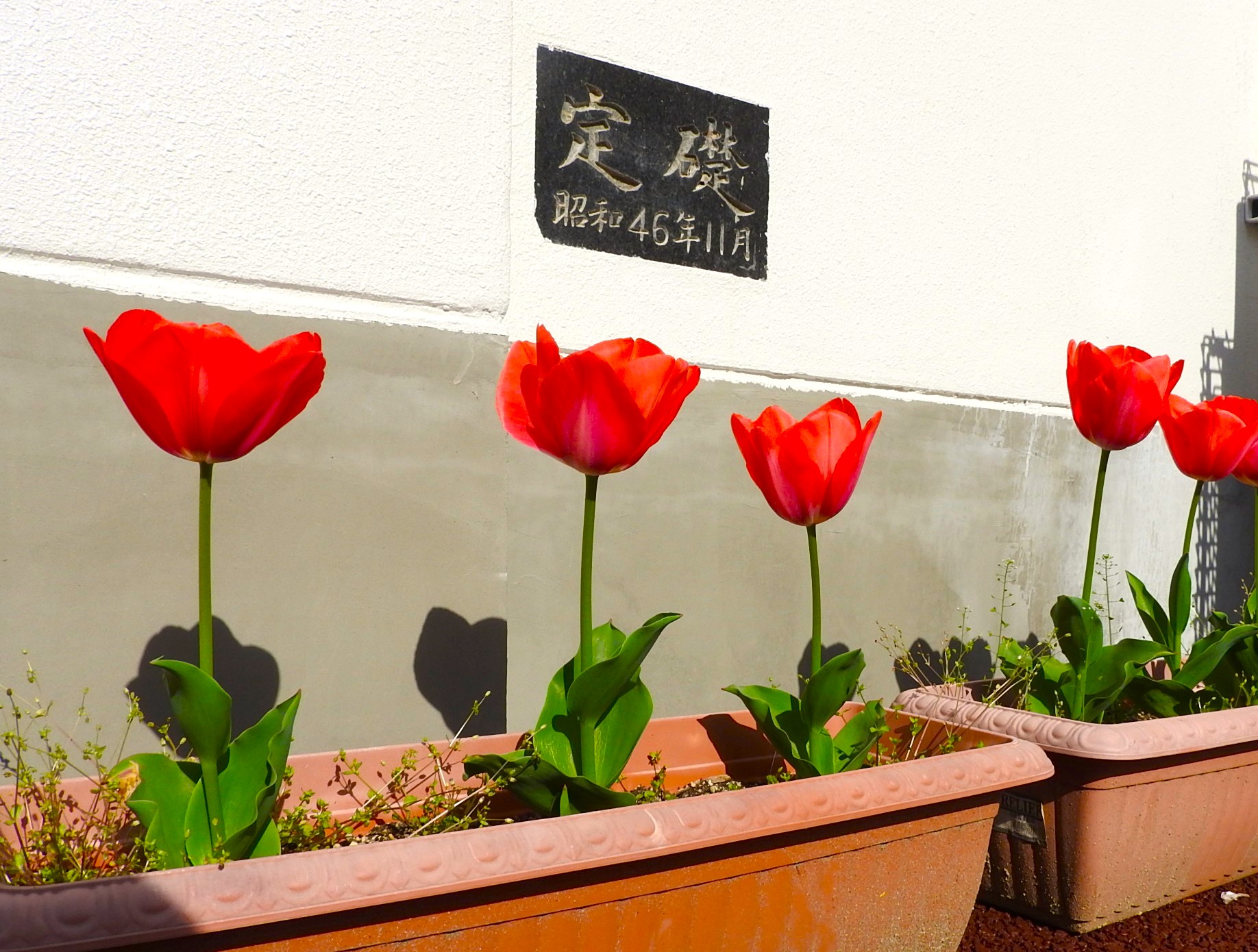 新6年生の入学式準備の様子2