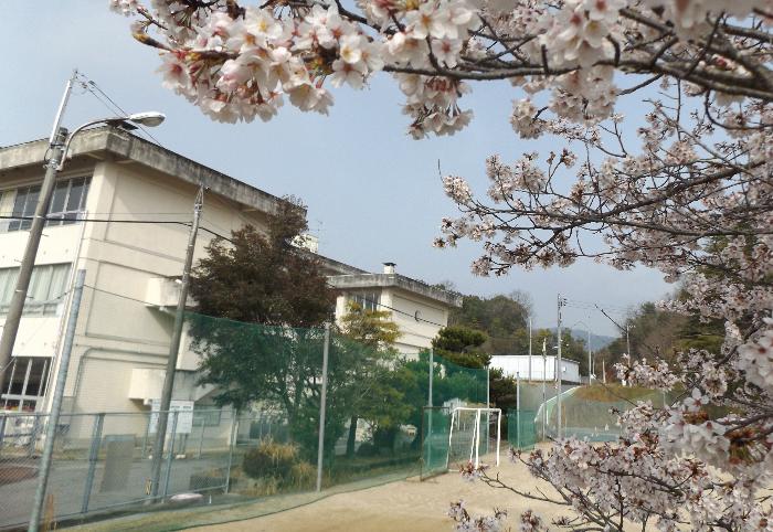 3月29日桜と校舎の写真