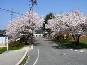 小学校の正門に続く桜並木の写真
