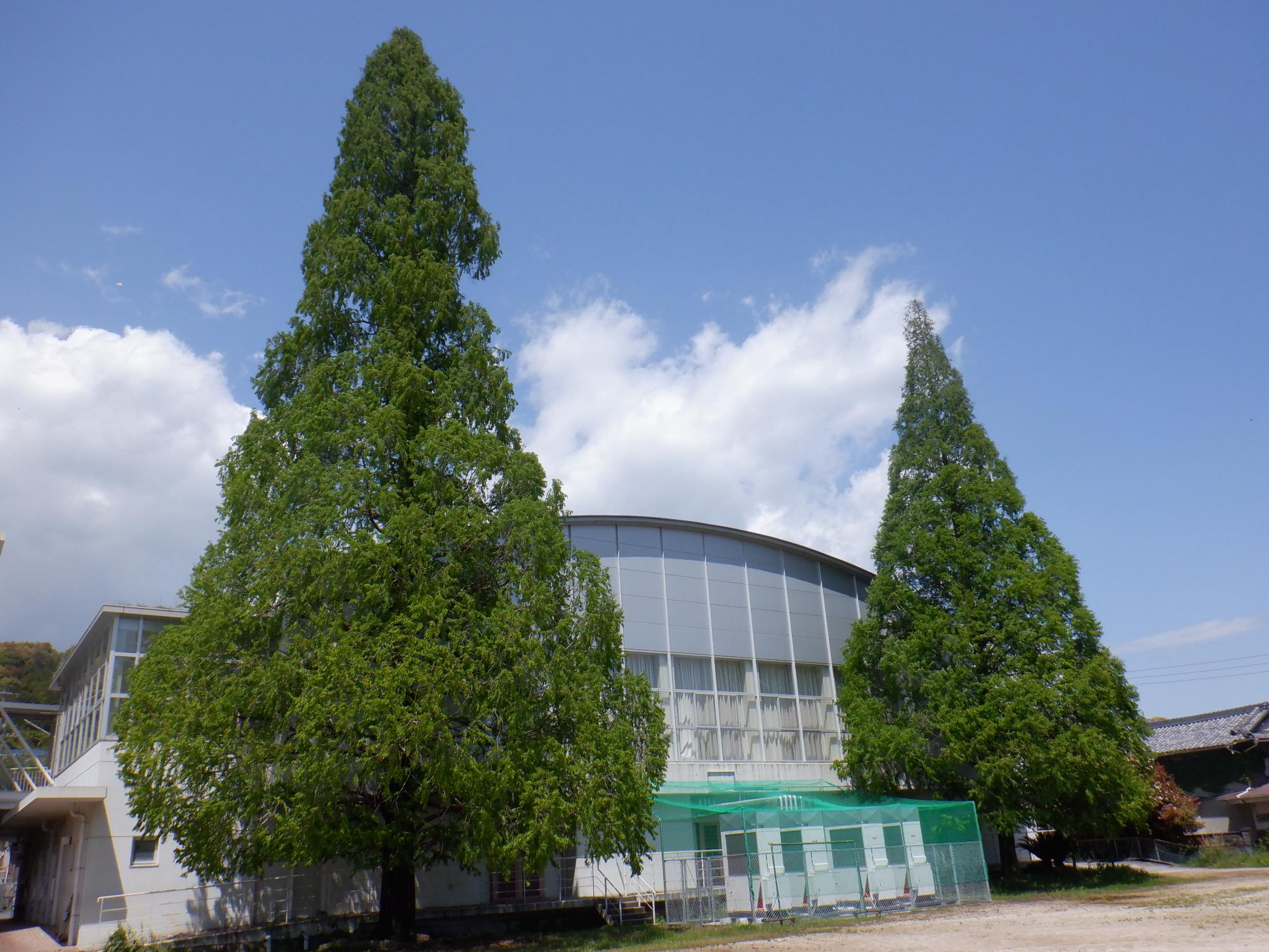 080427metasekoiya01