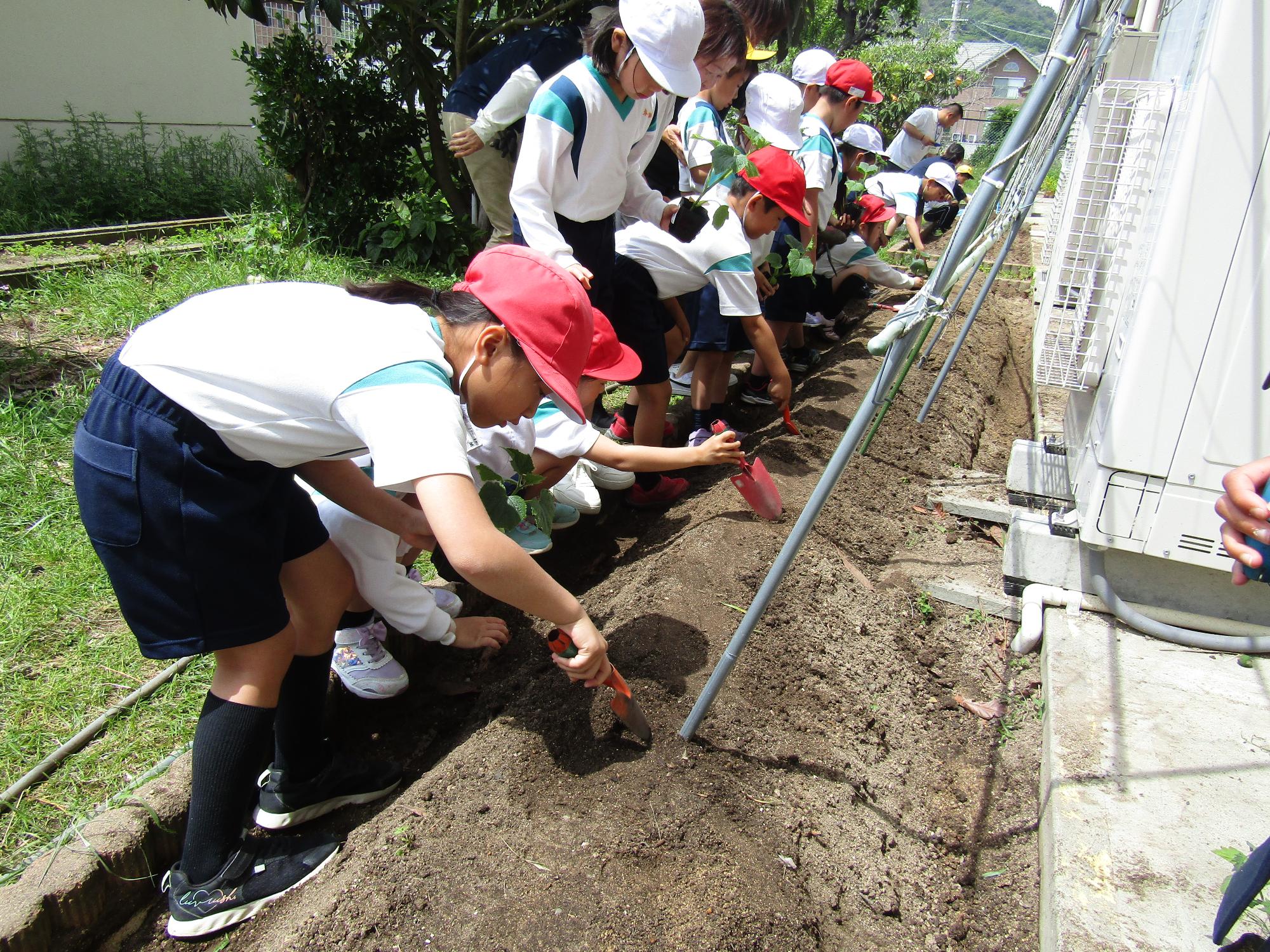 横並びになって畝に穴をあけたり苗を植えたりする子供達