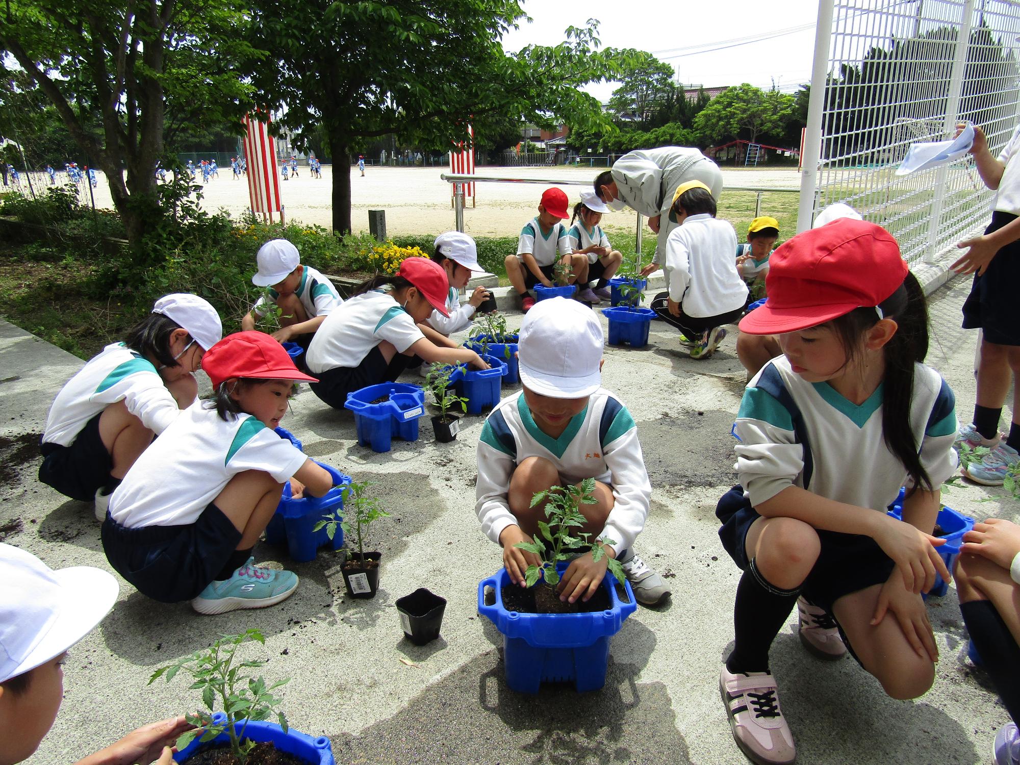 自分の朝顔ポットのに苗を植える子供達
