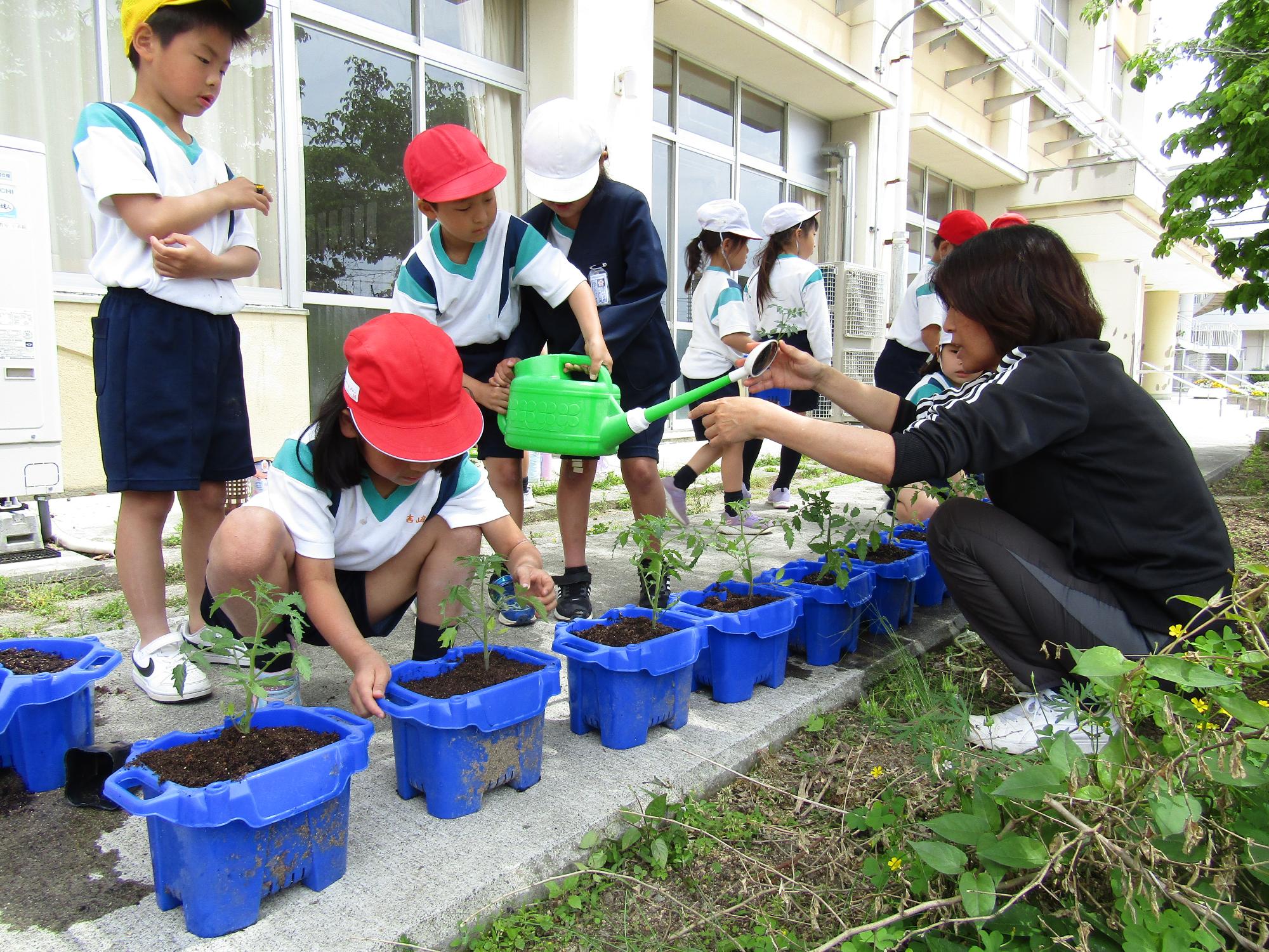 一列に並べた朝顔ポットに水をあげる子供達