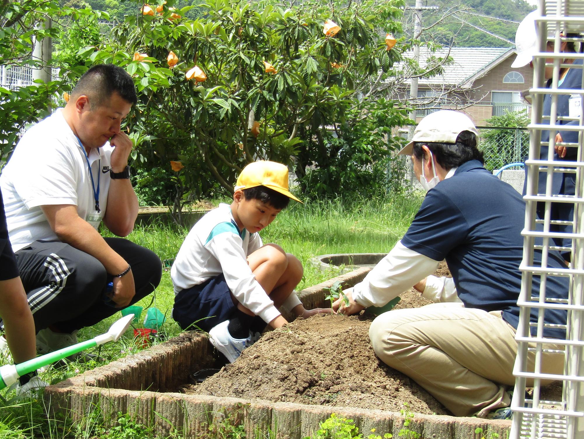 大人に見守られながら,苗を植える男子児童