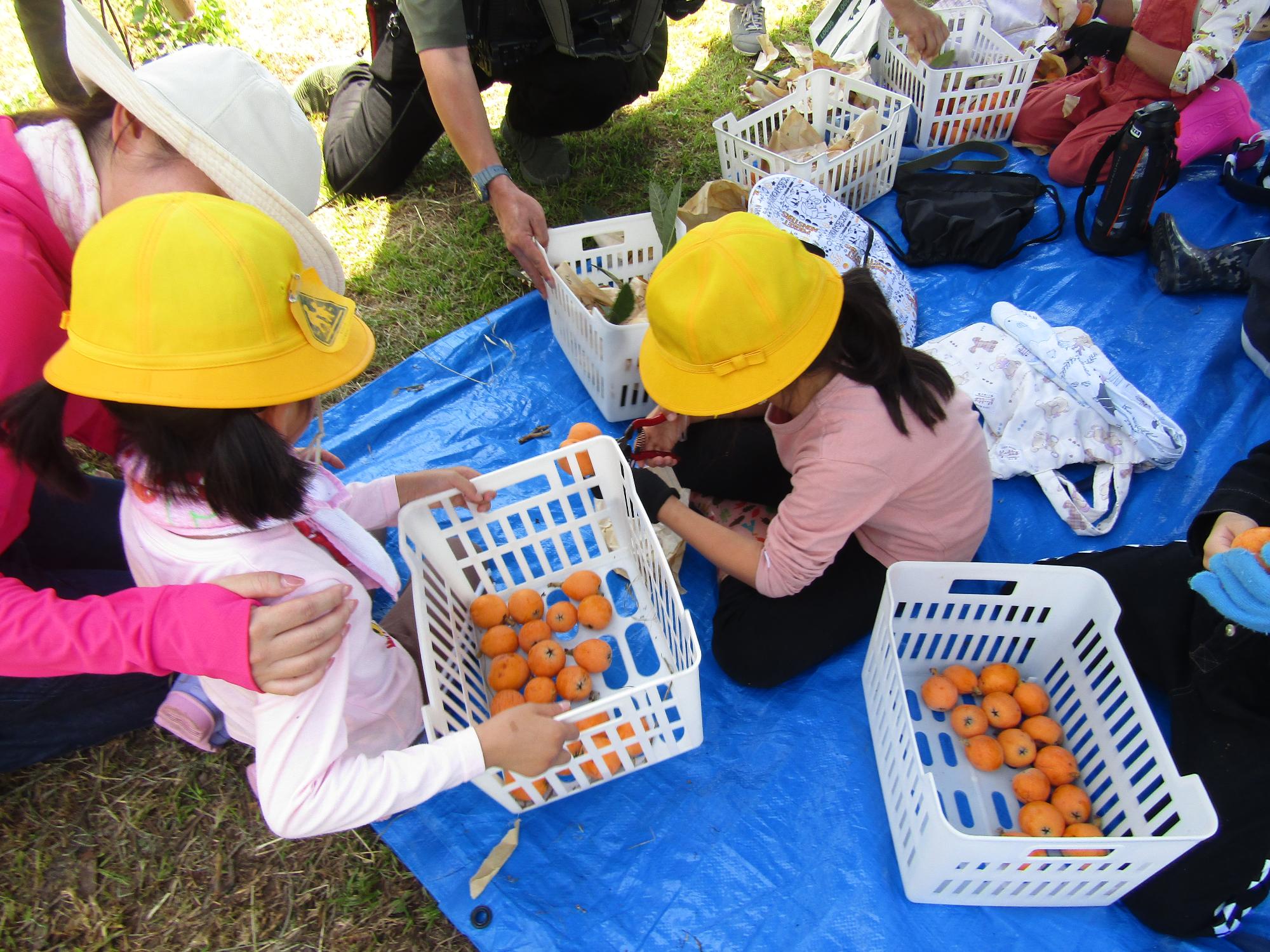 袋から出したびわをかごに入れている様子