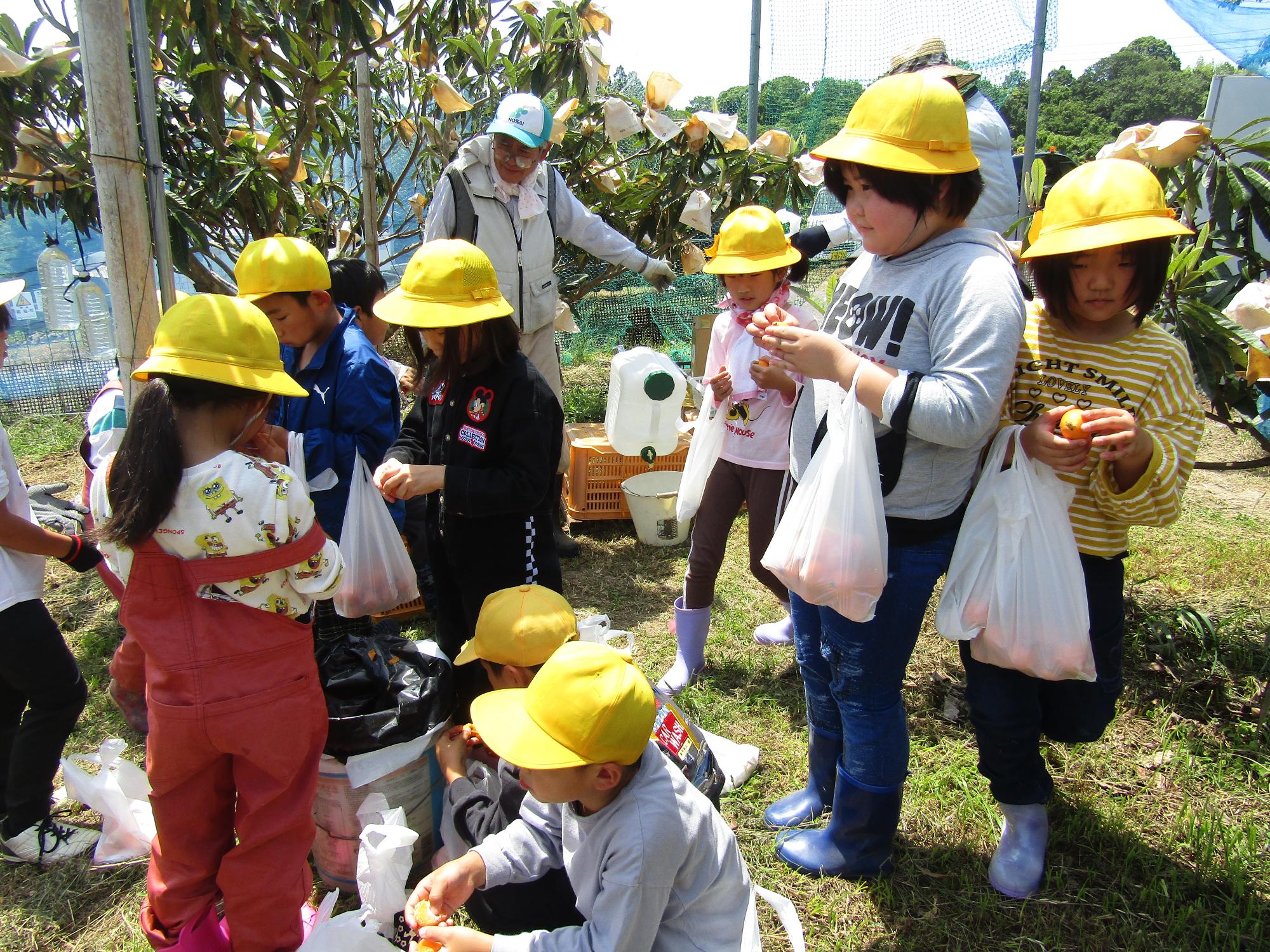 収穫したびわを食べる子供達