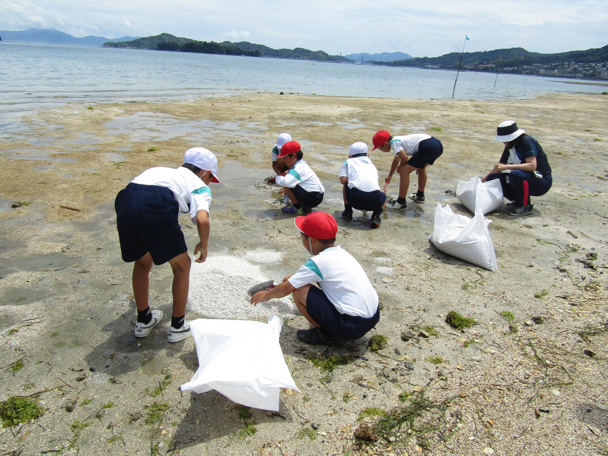 砂浜に白い牡蠣殻をまく子供達