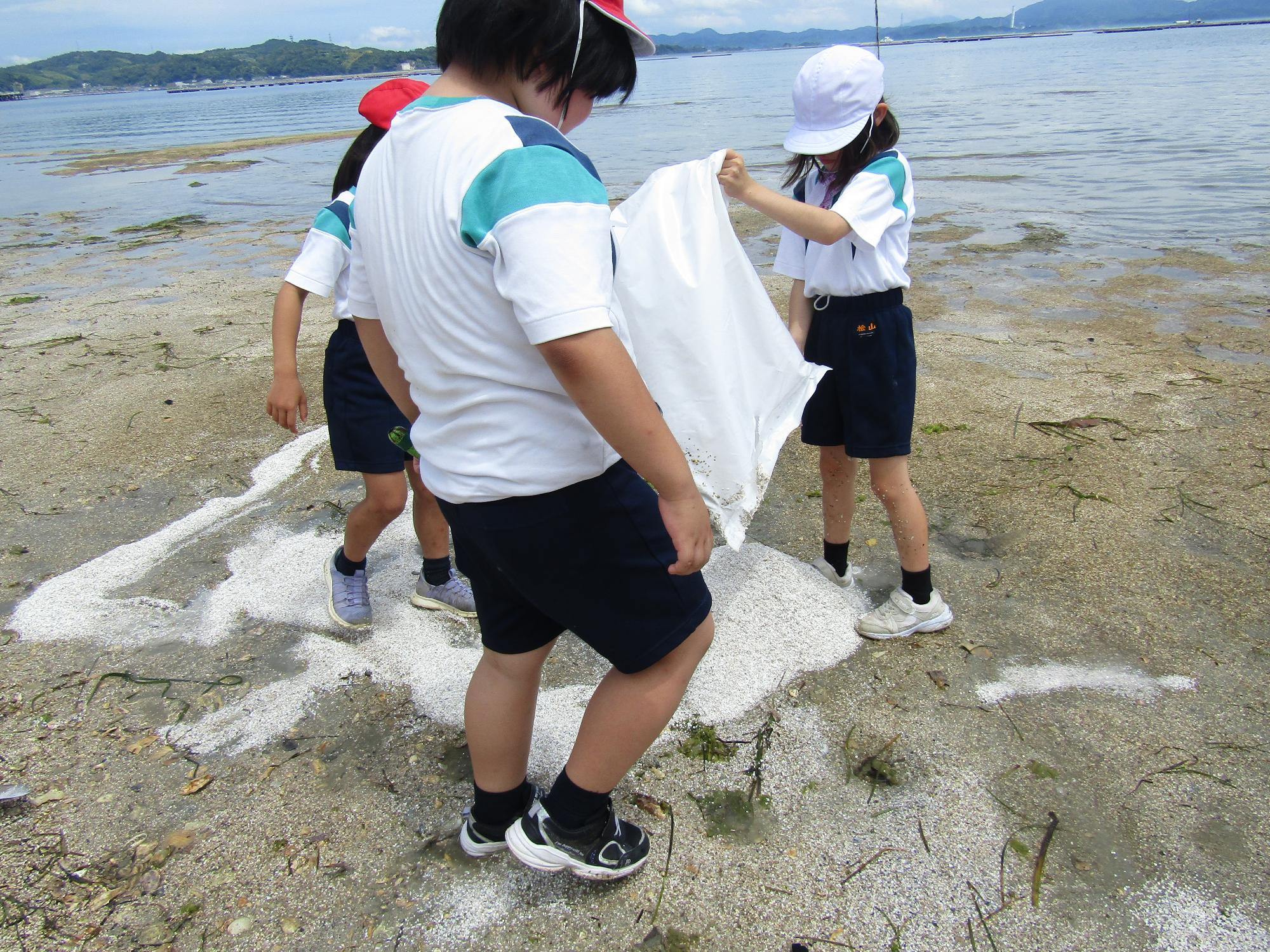白い牡蠣殻をまく女子児童たち