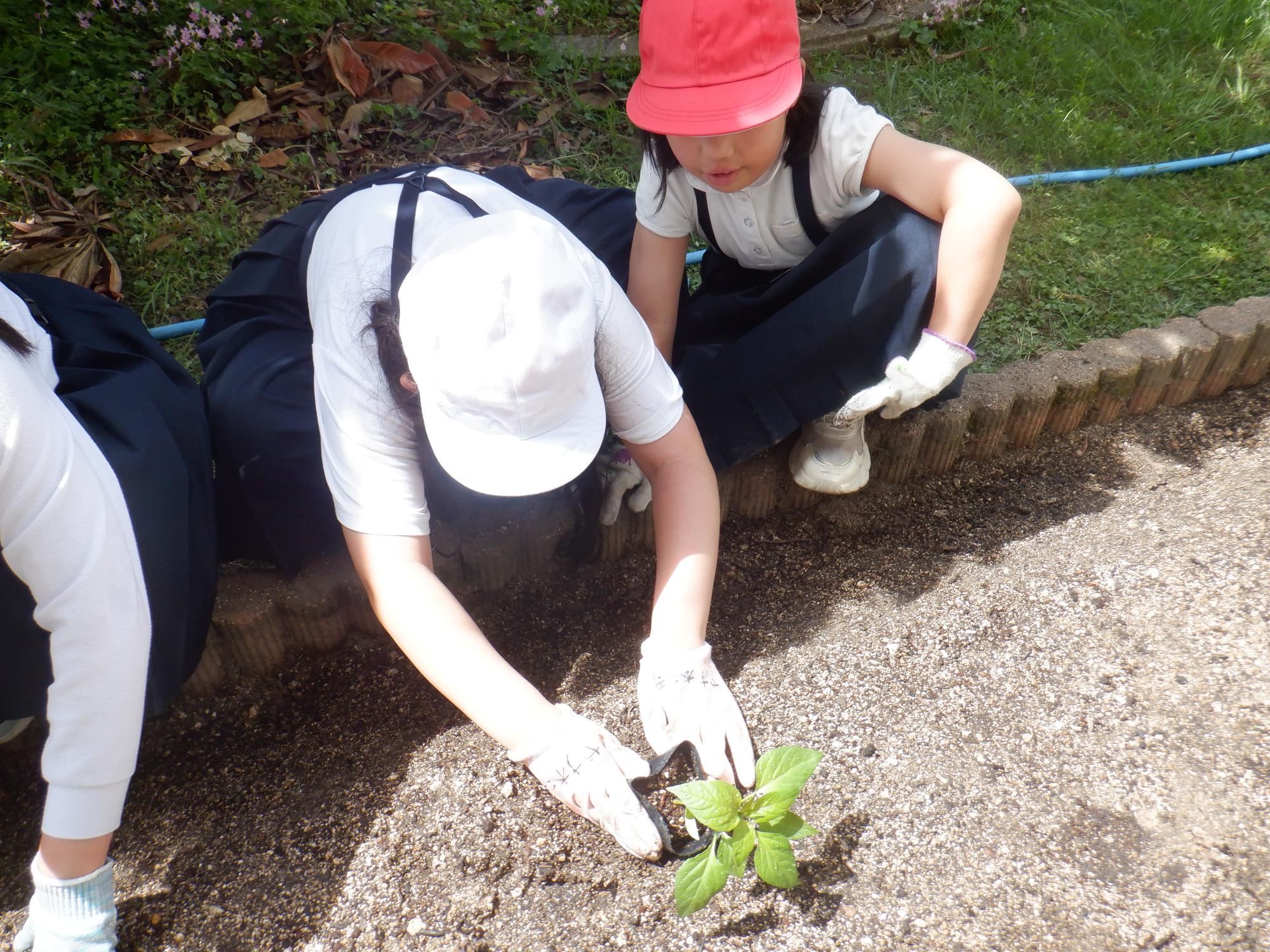 学級園に苗を植える児童