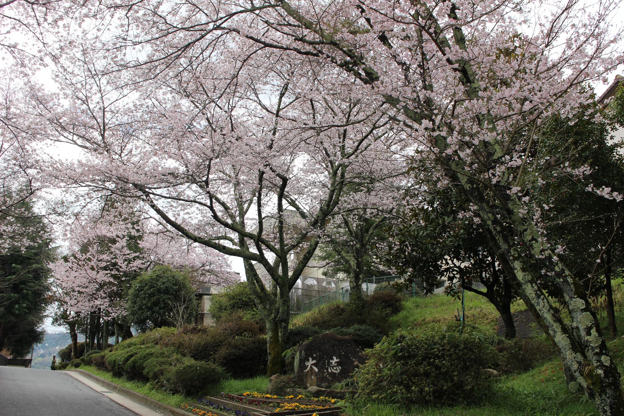 大志の坂