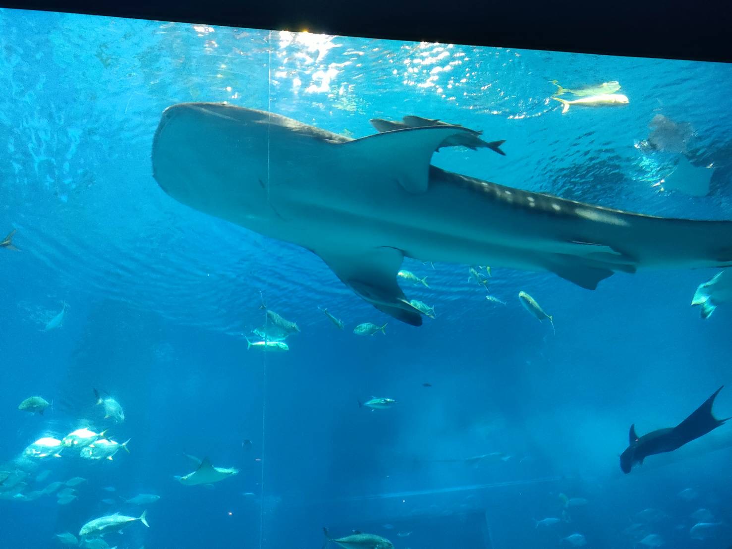 美ら海水族館