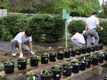 植付け場所整地