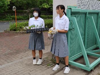 セルトレーの苗準備