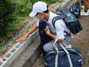 通学路植付け1