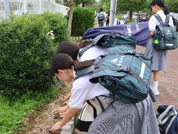 通学路植付け3