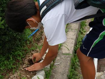 通学路植付け4