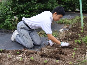 校内花壇植付け