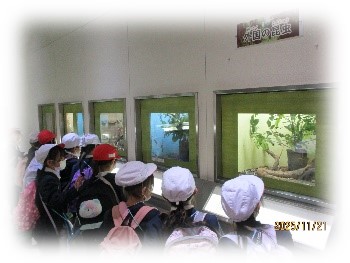 社会見学　昆虫を観察しています。