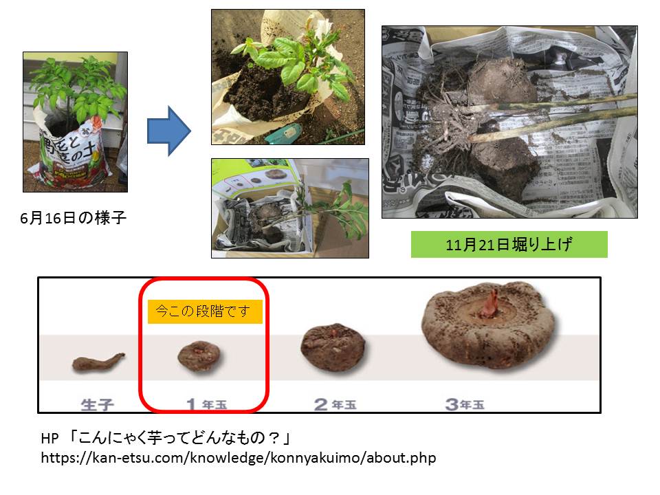 こんにゃくイモ掘り上げ