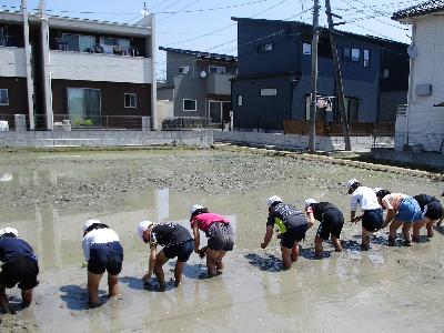 田植え