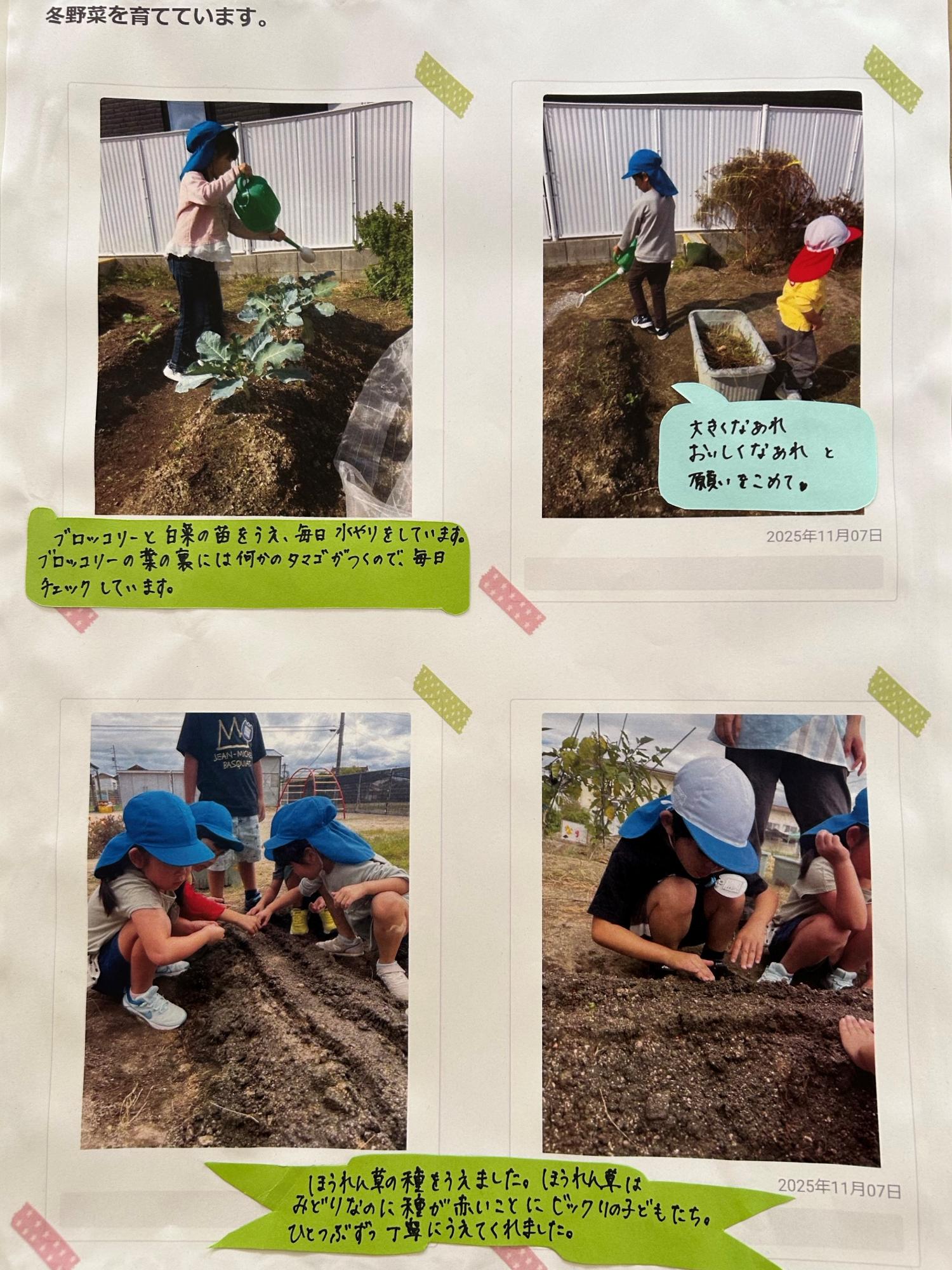 5歳児12月　冬野菜の栽培