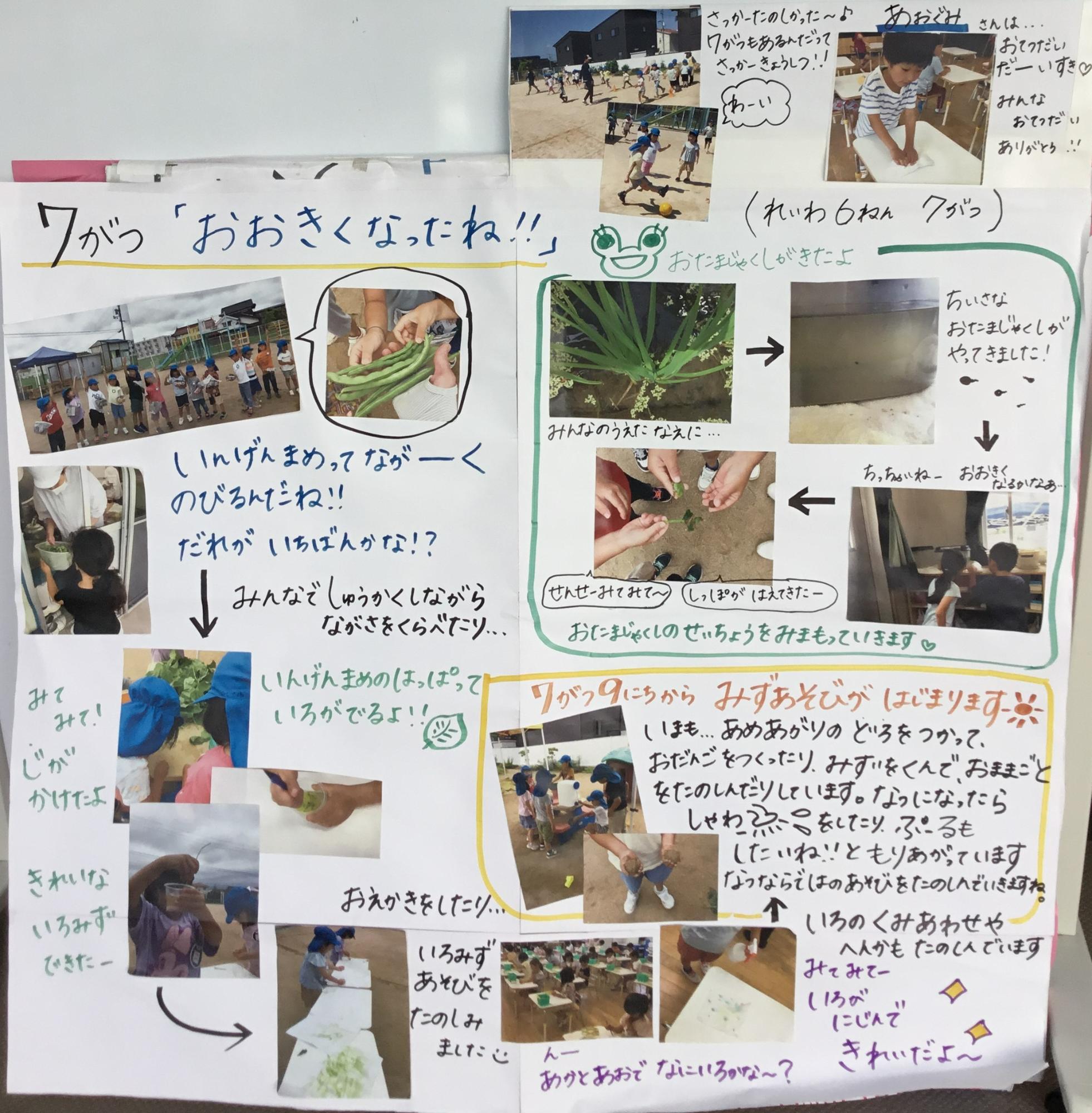 5歳児7月　インゲン豆収穫・オタマジャクシが来たよ