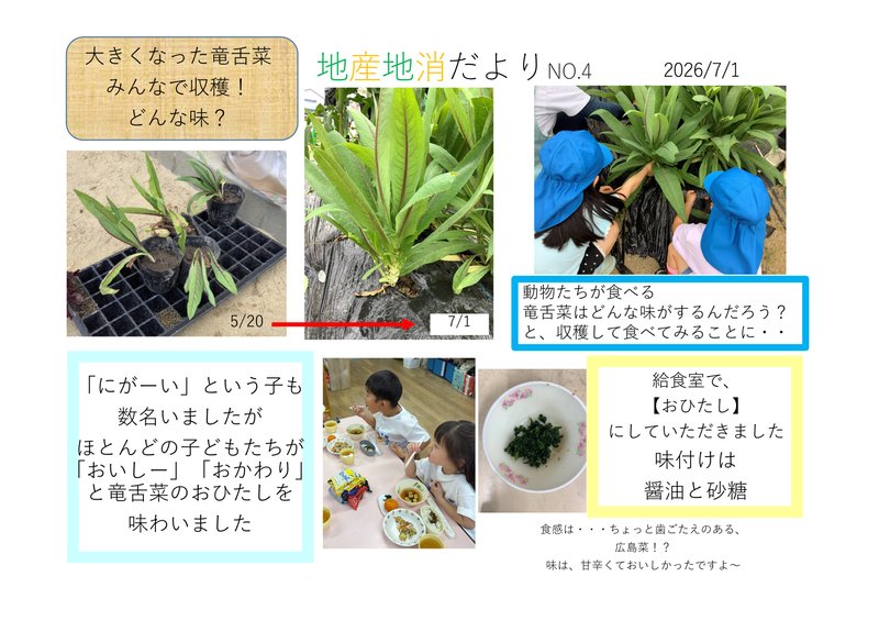 R8食育竜舌の収穫