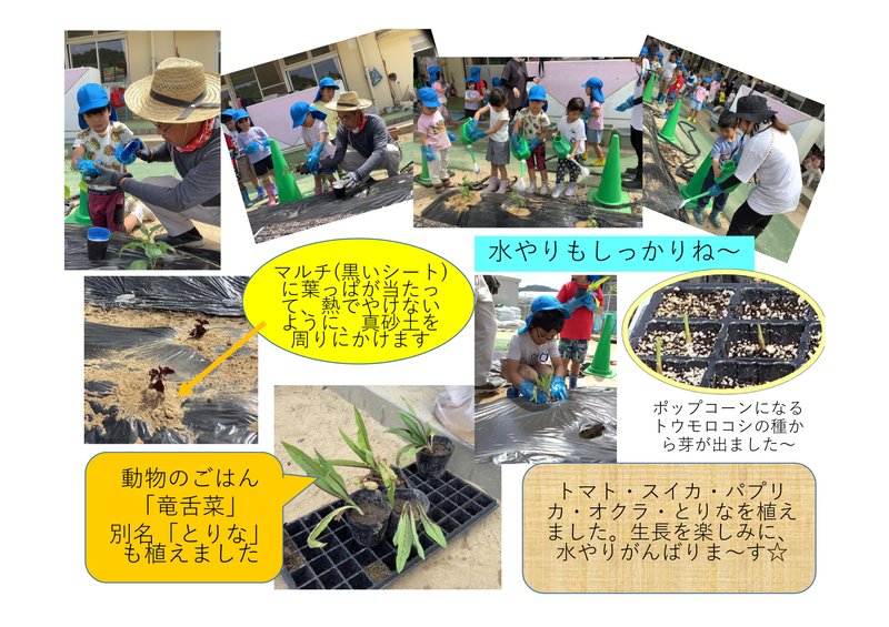 R8食育苗植え