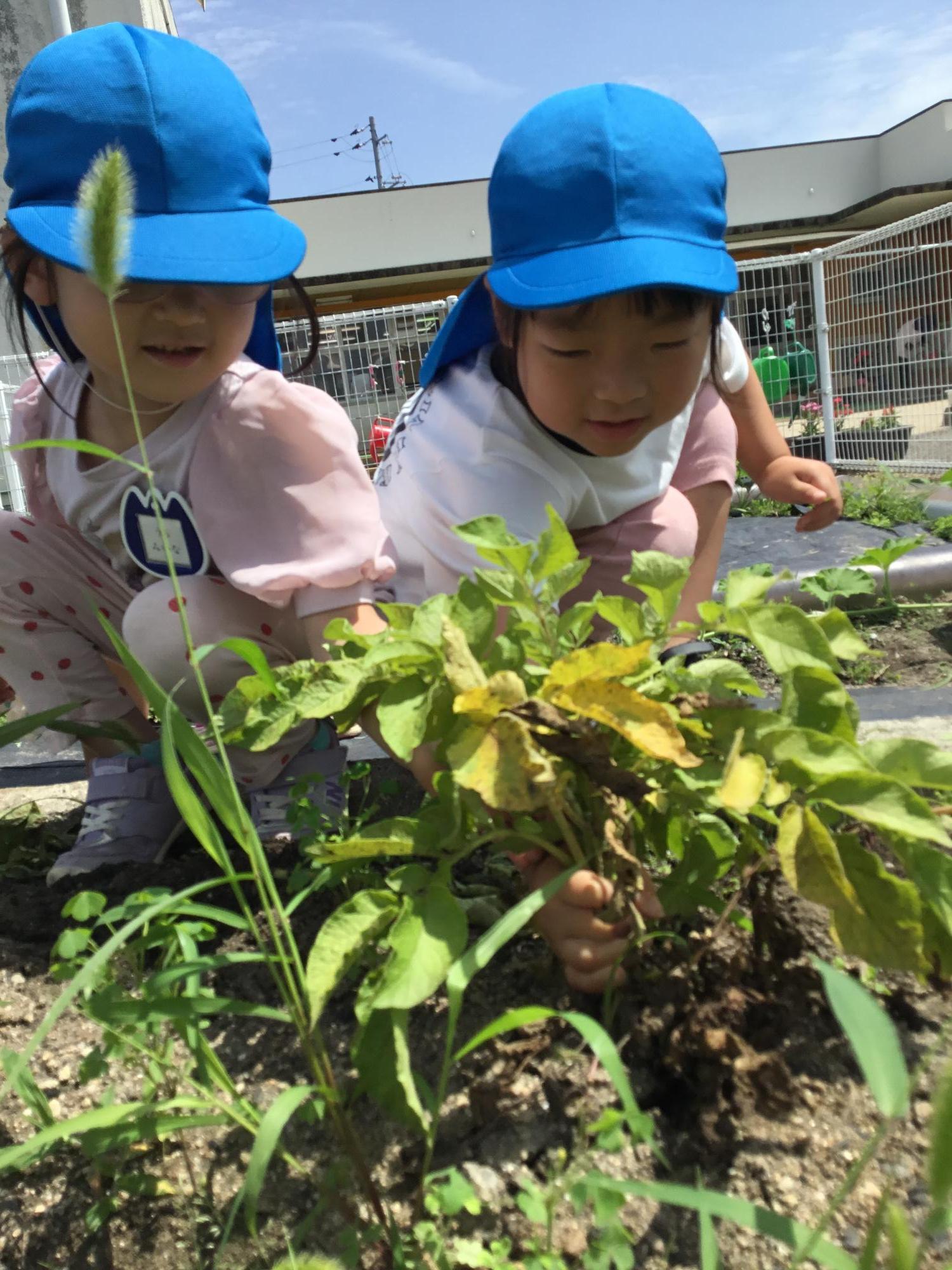収穫したよ