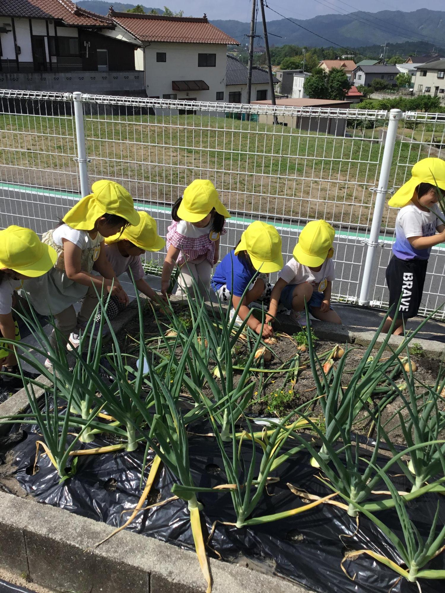 収穫したよ