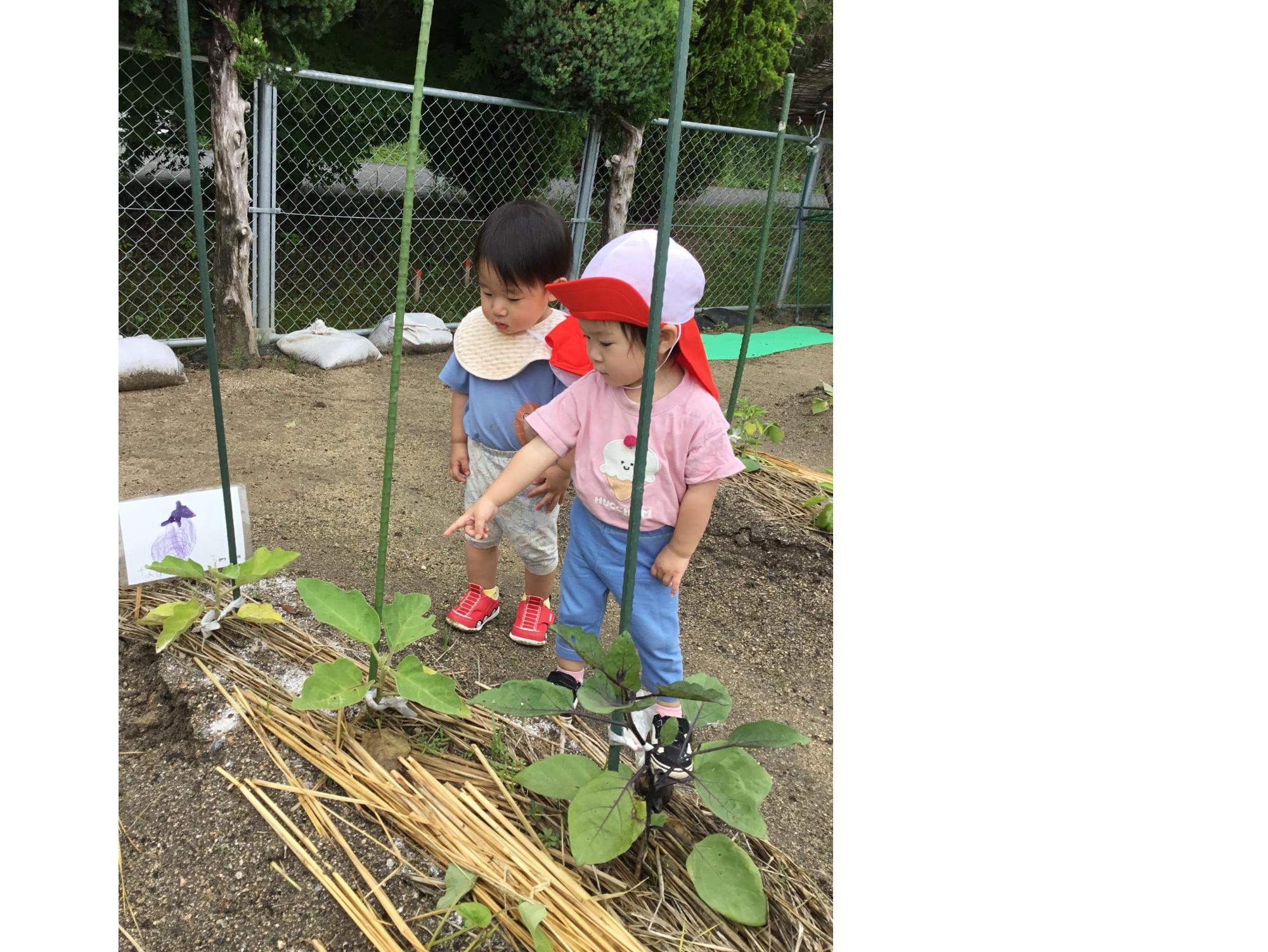 野菜の苗植え