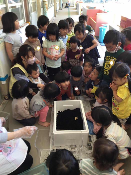 カブトムシの幼虫