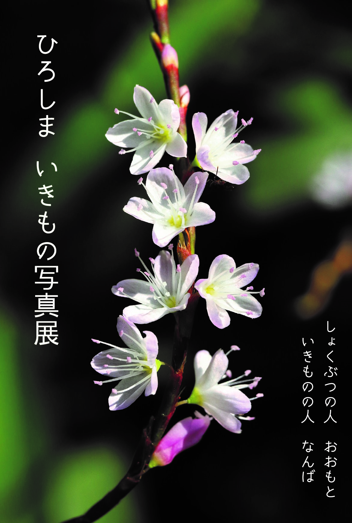 （イメージ）ひろしま いきもの写真展のご案内