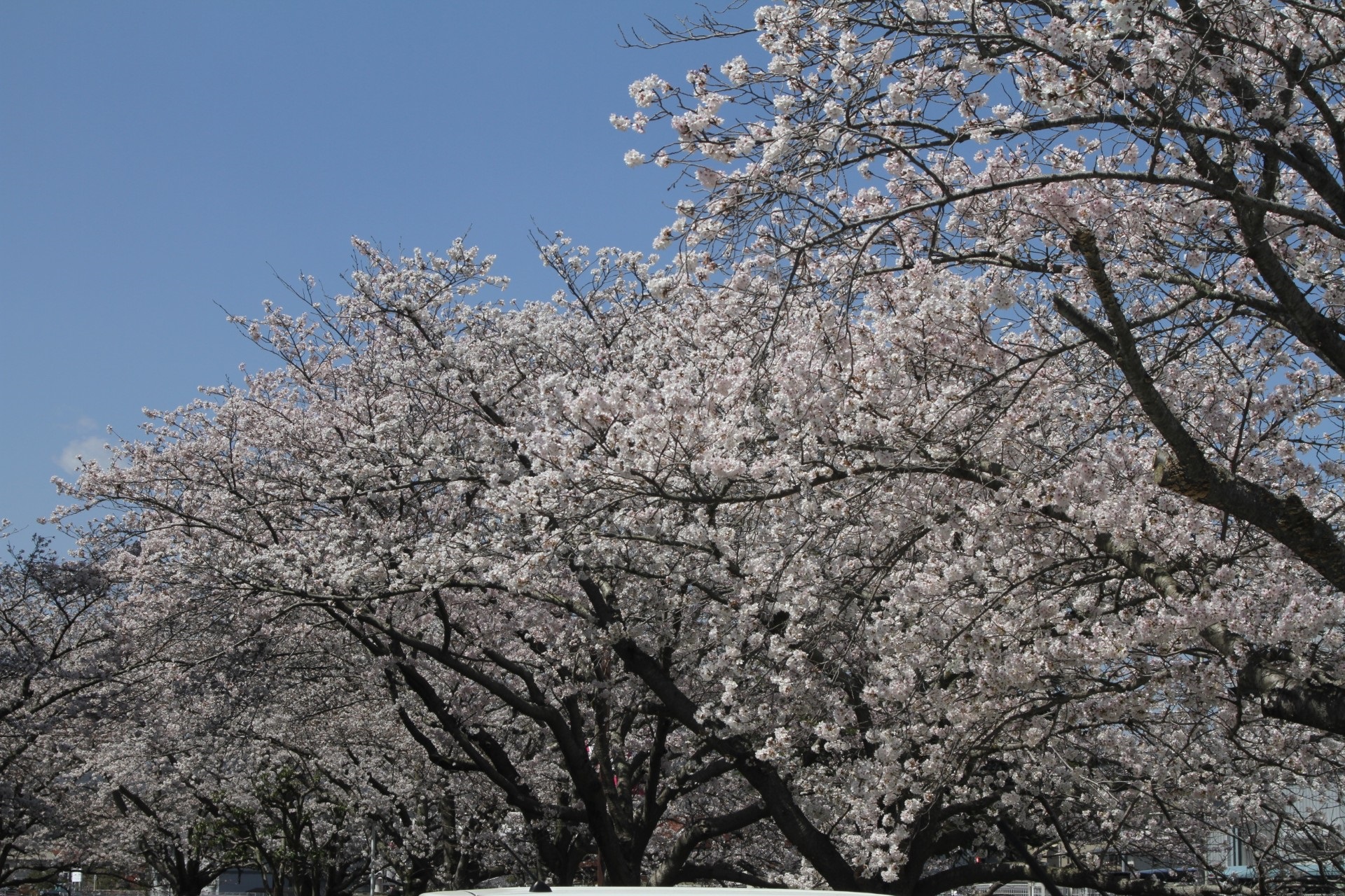 （イメージ）さくらウォーク