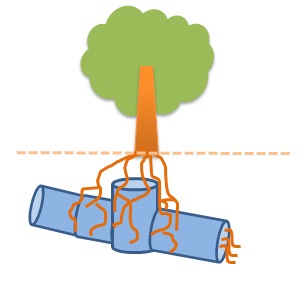 木の根が排水管に侵入した画像